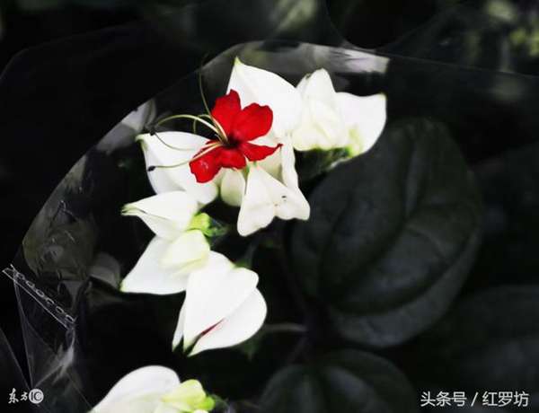 50年婚姻是金婚,我和老公结婚十年,是什么婚?