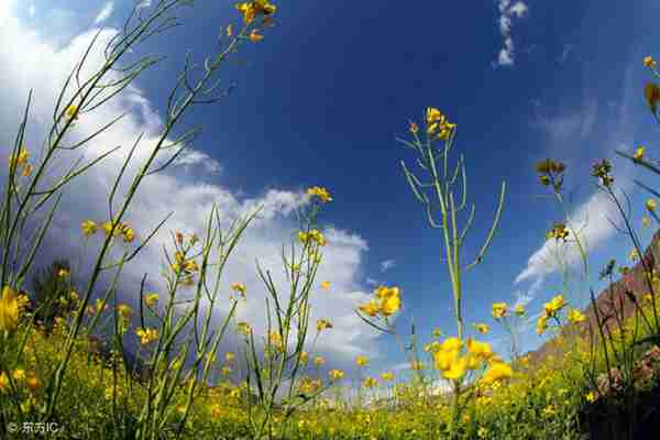 为什么天空是蓝色的?记得要这样回答孩子哦!
