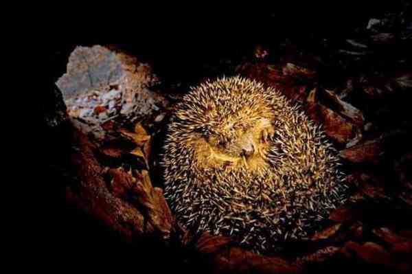 动物为什么会冬眠,它们失眠的时候都在做什么?