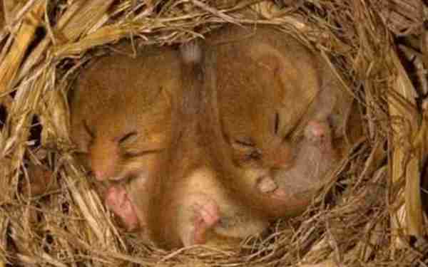 动物为什么会冬眠,它们失眠的时候都在做什么?