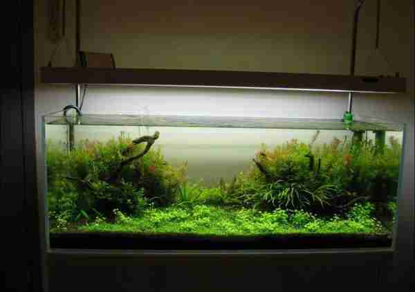 热带鱼怎么养(养热带鱼要如何养水,养鱼达人来教您)