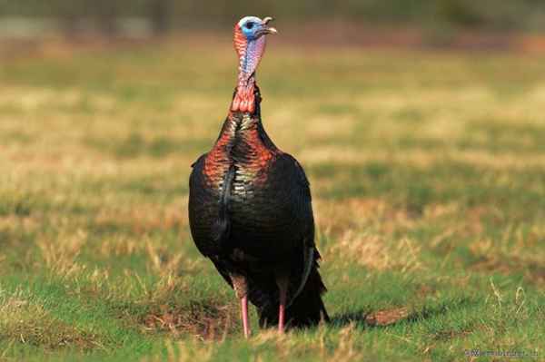 涨姿势|感恩节为啥要吃火鸡?