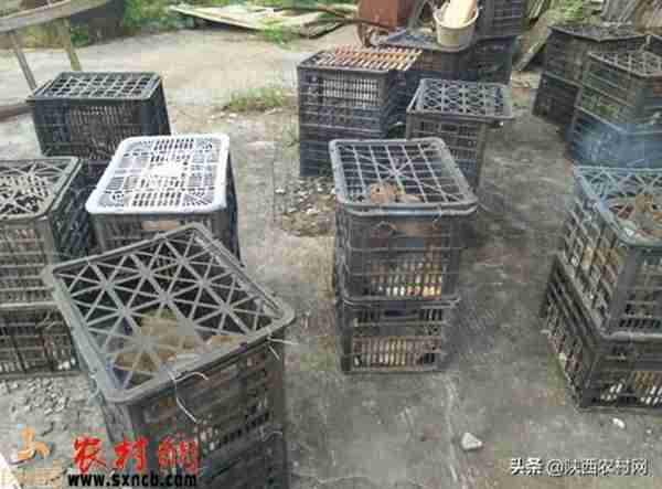 农村创业项目(寻求农村致富项目)