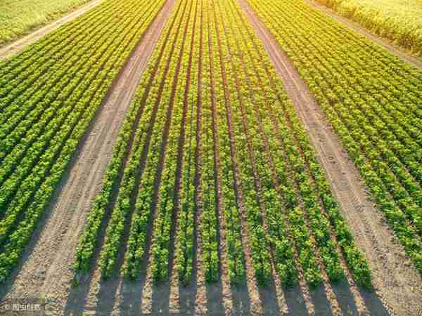 关于转基因食品,所有你想知道的都在这里了,通俗解读一文看懂!