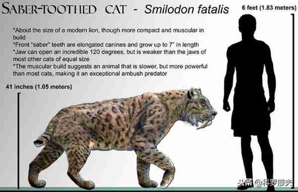 骑兵和步兵的行军速度到底谁更快?百分之九十九的人都答错了!