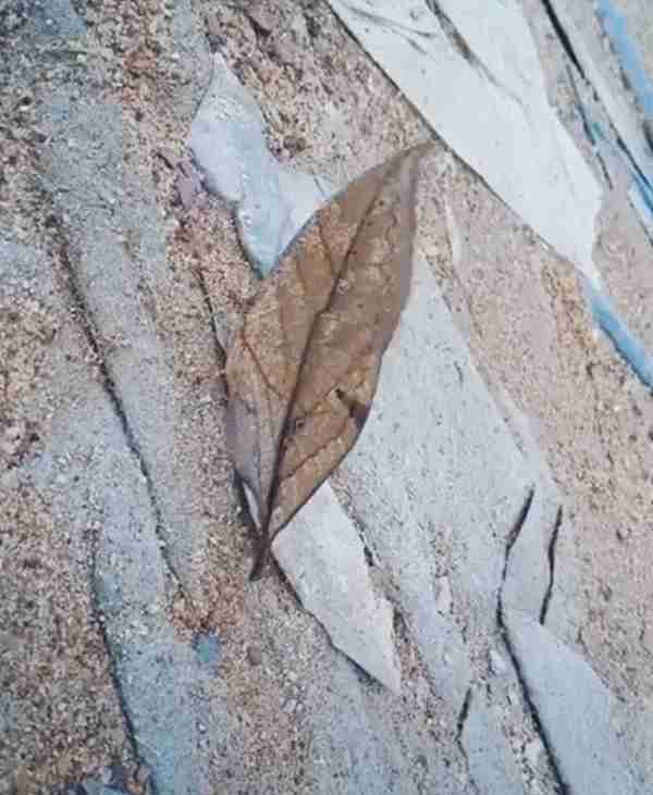 寻不到花的枯叶蝶,永远看不见凋谢!为了生存,绝世容颜也要掩藏