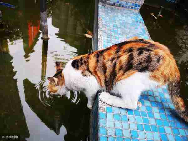 在猫眼中什么最好吃,猫喜欢5种食物,对猫而言新鲜度最重要