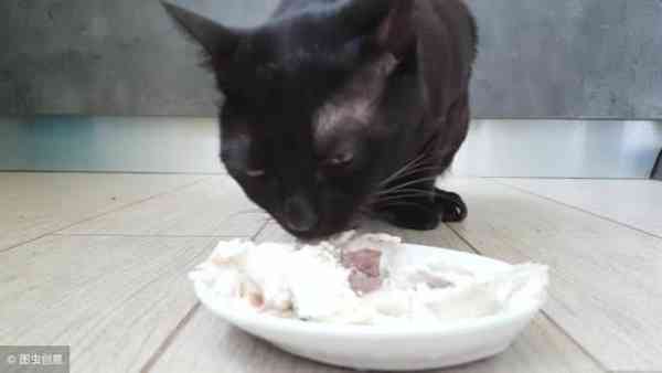 在猫眼中什么最好吃,猫喜欢5种食物,对猫而言新鲜度最重要