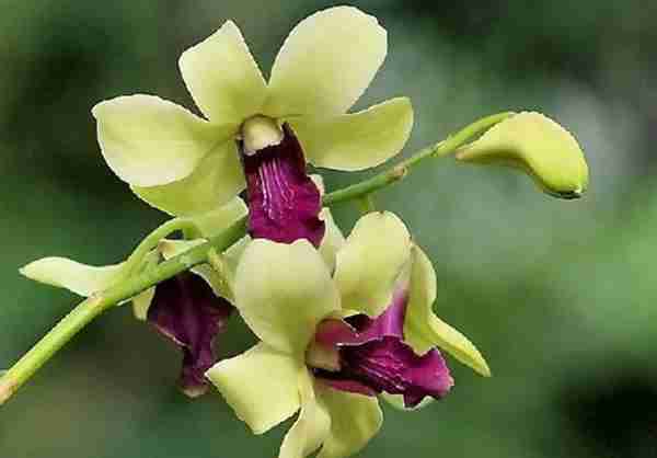 空谷幽兰,孤独也芬芳