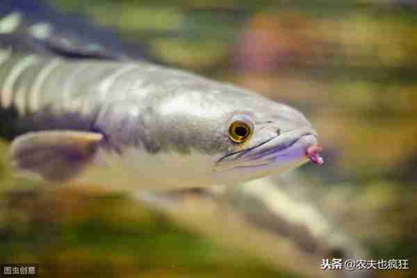 黑鱼又叫财鱼,是典型的肉食性鱼类,为何民间称它为“孝鱼”?