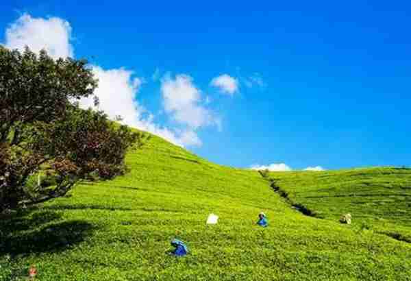 排长龙都要买的奶茶,用的到底是什么“茶”呢?