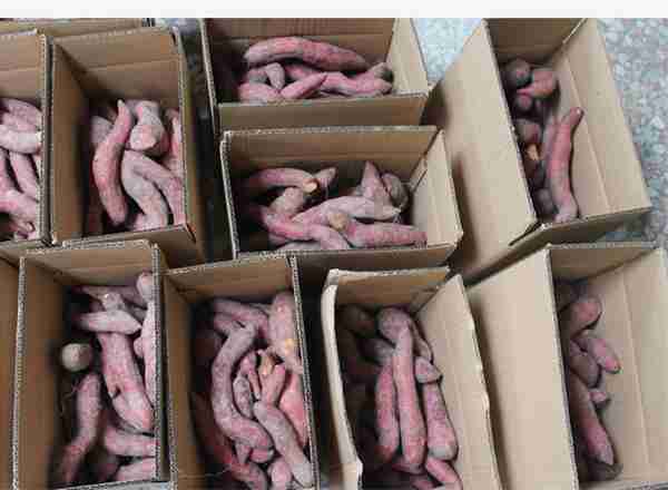 每天吃什么可以减肥（吃红薯减肥需要注意什么）