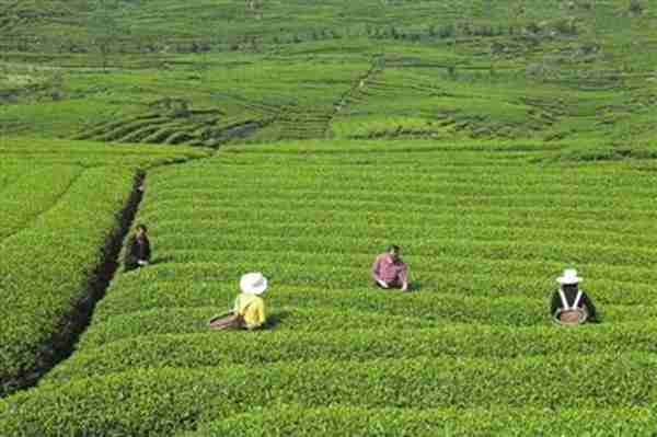 什么是农业发展项目(现在发展农业有什么补贴)