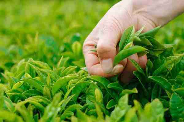 发展绿色农业有哪些项目? 具体有什么补贴?