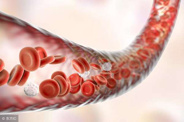 什么是熊猫血型(为什么熊猫血型这么稀少)