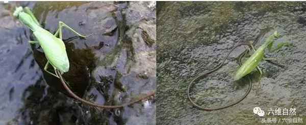 那蚯蚓似的铁线虫，虽小却是惹不起的存在