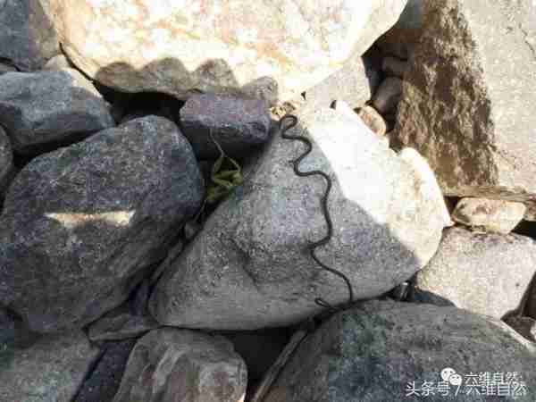 那蚯蚓似的铁线虫，虽小却是惹不起的存在