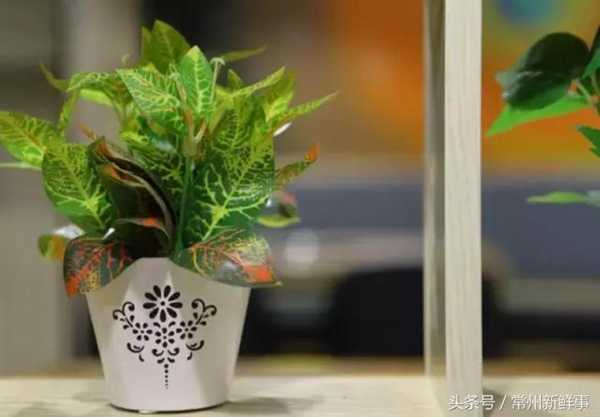 全国连锁猫咪爱上鱼入驻路劲又一城大润发啦!