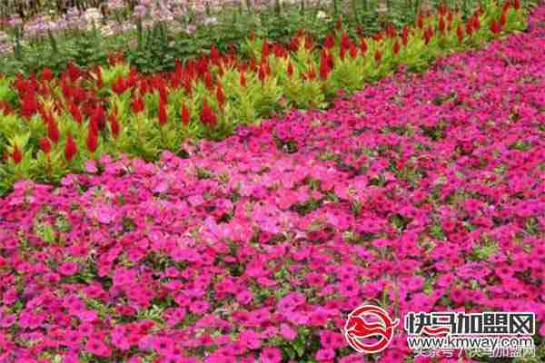 农村种什么比较赚钱?这三样东西利润惊人