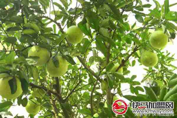 农村种什么比较赚钱?这三样东西利润惊人