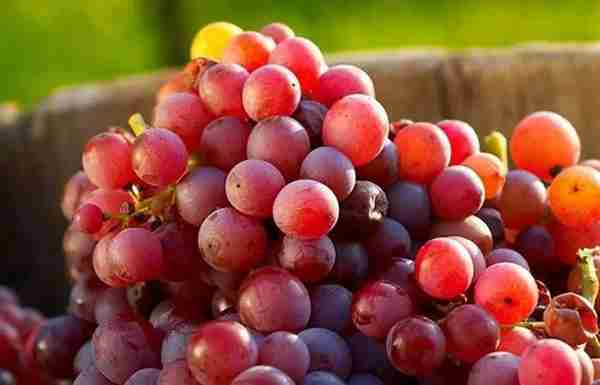 吃了这么多年葡萄,才知道清洗葡萄的正确方法,原来这样洗才干净
