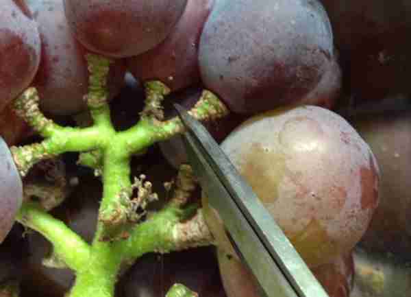 吃了这么多年葡萄,才知道清洗葡萄的正确方法,原来这样洗才干净