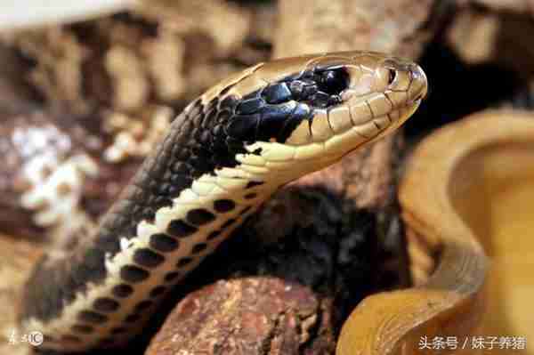 在农村养什么东西赚钱吗(农村养什么利润高)