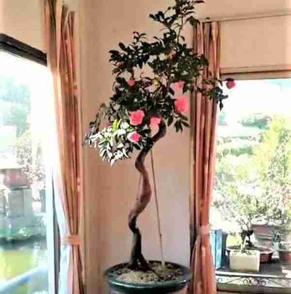 在屋子里养什么盆景值钱(家里适合养哪些盆景好)