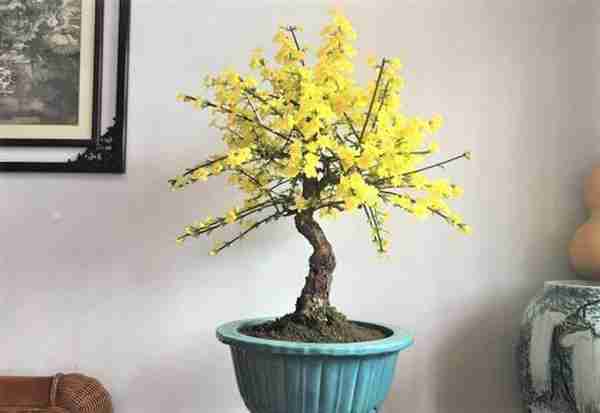 是不是很遗憾家里没有值钱的藏品?快养这几种花,养得越老越值钱