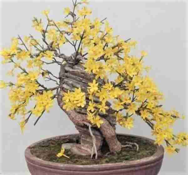 是不是很遗憾家里没有值钱的藏品?快养这几种花,养得越老越值钱