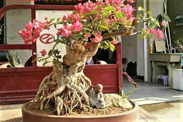 是不是很遗憾家里没有值钱的藏品?快养这几种花,养得越老越值钱