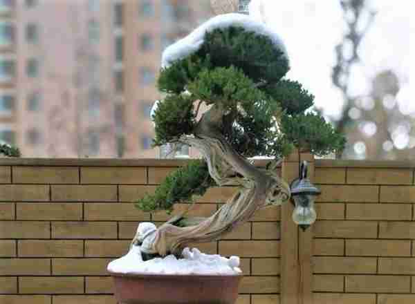 是不是很遗憾家里没有值钱的藏品?快养这几种花,养得越老越值钱