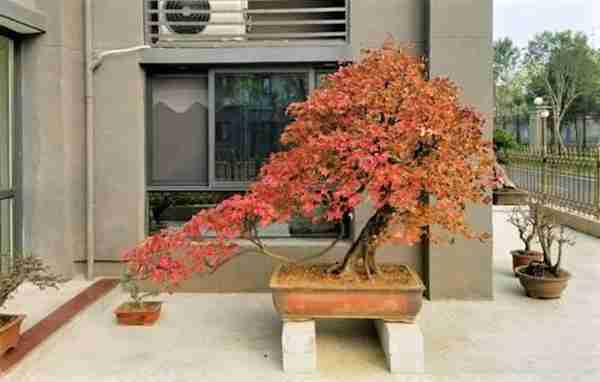 是不是很遗憾家里没有值钱的藏品?快养这几种花,养得越老越值钱