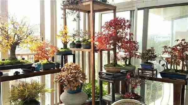 是不是很遗憾家里没有值钱的藏品?快养这几种花,养得越老越值钱