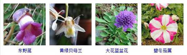 夏天养什么花好，这里有两百多种夏天开的花儿，总有几种适合你