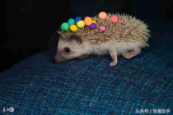 吃过鸡肉，吃过猪肉，刺猬肉你吃过吗？刺猬肉的效果有哪些？