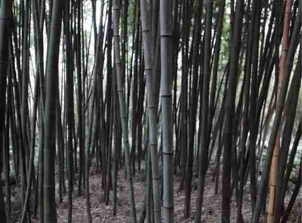 扬州有什么好玩的地方值得推荐?