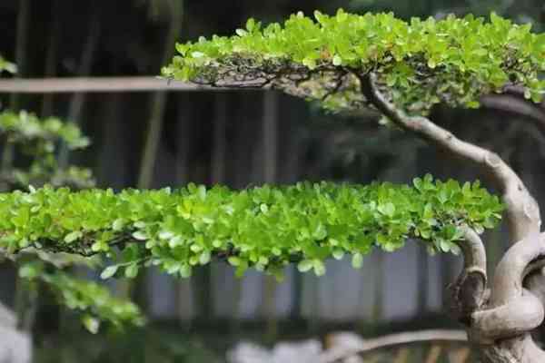 扬州有什么好玩的地方值得推荐?