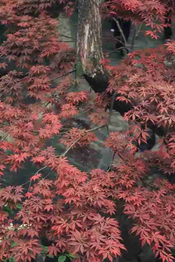 扬州有什么好玩的地方值得推荐?