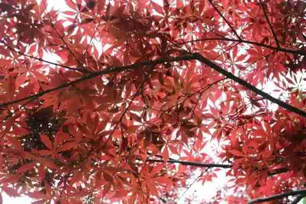 扬州有什么好玩的地方值得推荐?