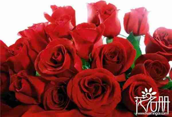 美国的国花是什么花(美国国花象征什么意义您知道吗)