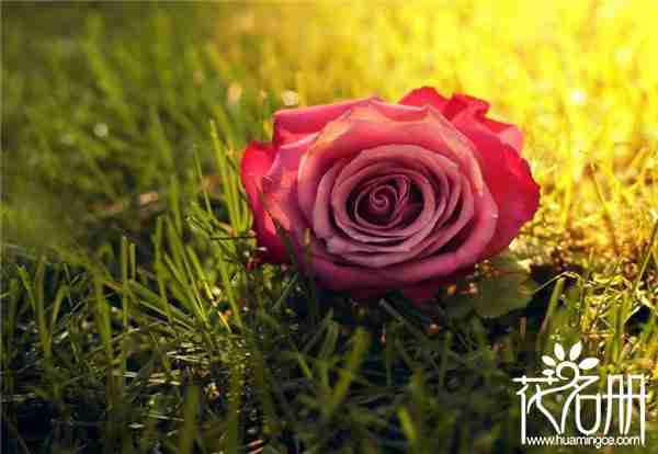 美国的国花是什么花,爱情和勇气化身的玫瑰花