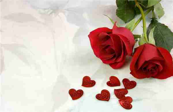 美国的国花是什么花,爱情和勇气化身的玫瑰花