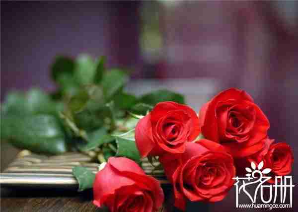 美国的国花是什么花,爱情和勇气化身的玫瑰花