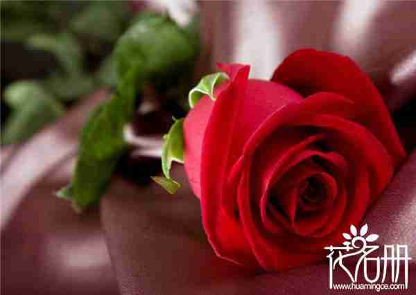 美国的国花是什么花,爱情和勇气化身的玫瑰花