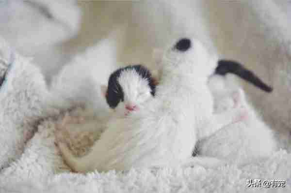 猫咪奶水太多怎么办(母猫涨奶几天能好)