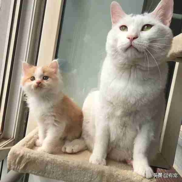 猫妈妈母乳喂养有多重要