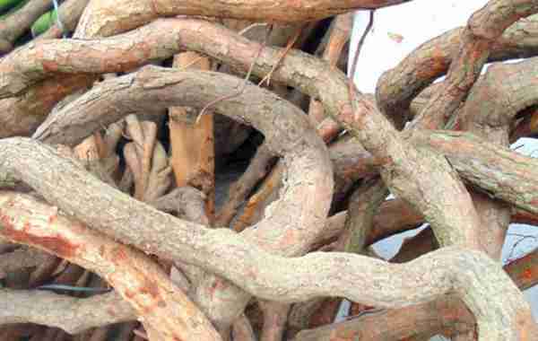 这种植物叫“过江龙”,是一种很好的药用植物,如今非常稀缺