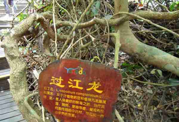 这种植物叫“过江龙”,是一种很好的药用植物,如今非常稀缺