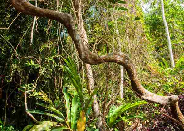 这种植物叫“过江龙”,是一种很好的药用植物,如今非常稀缺